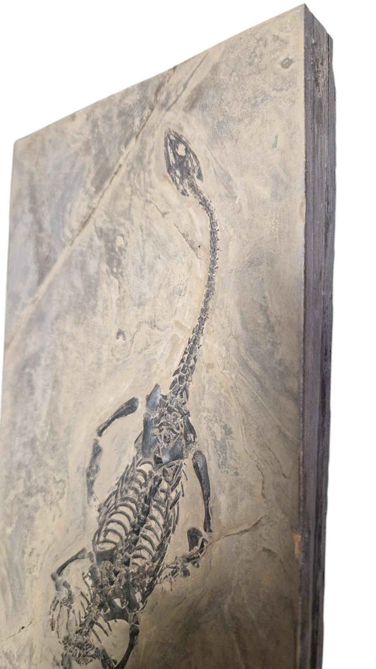 Keichousaurus hui - Elegance from the Triassic Seas - authentic fossil specimen, natural history by Fossils NH