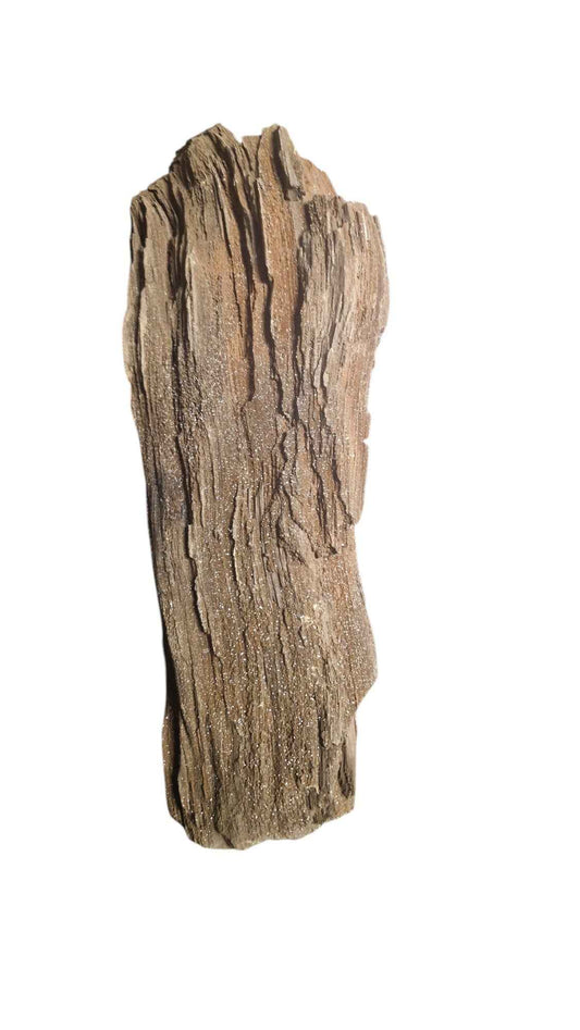 Fossilized Wood - Timeless Elegance - authentic fossil specimen, natural history by Fossils NH