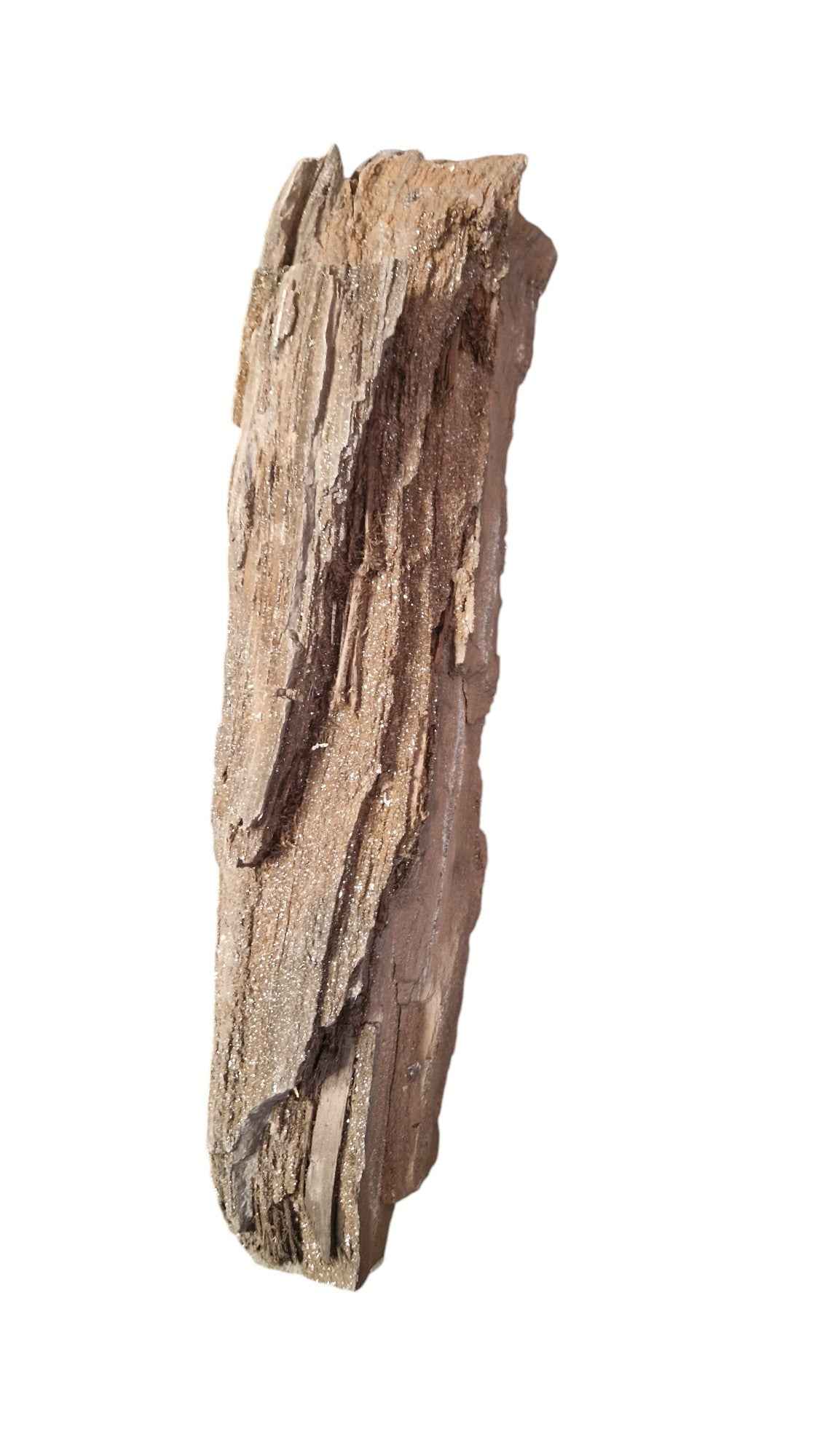 Fossilized Wood - Timeless Elegance - authentic fossil specimen, natural history by Fossils NH