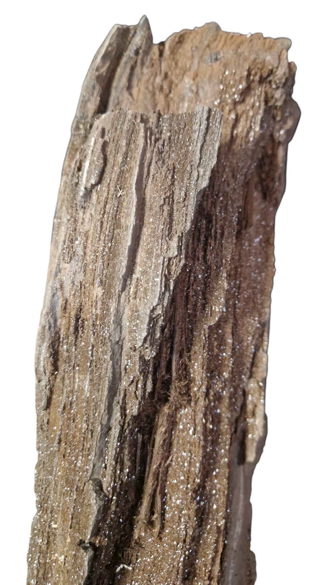 Fossilized Wood - Timeless Elegance - authentic fossil specimen, natural history by Fossils NH