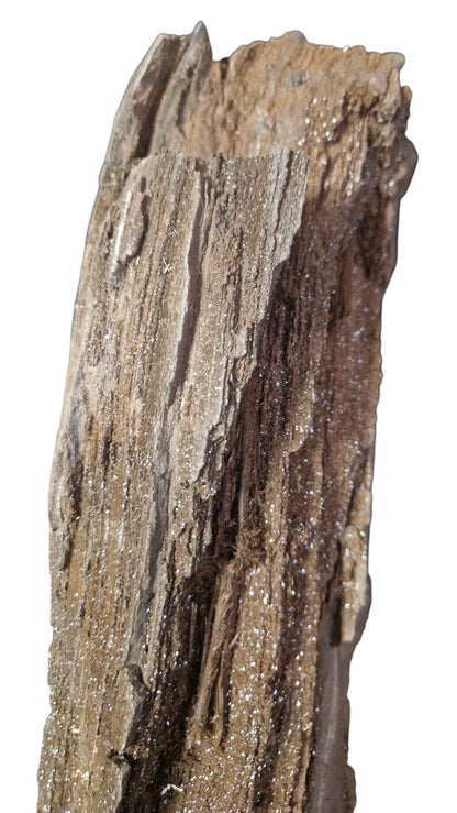 Fossilized Wood - Timeless Elegance - authentic fossil specimen, natural history by Fossils NH