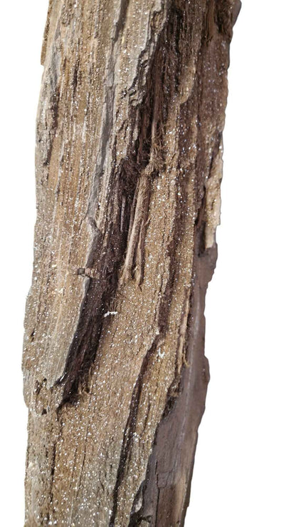 Fossilized Wood - Timeless Elegance - authentic fossil specimen, natural history by Fossils NH