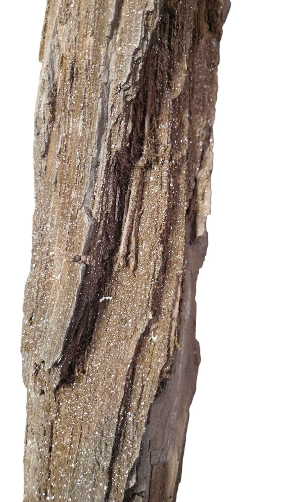 Fossilized Wood - Timeless Elegance - authentic fossil specimen, natural history by Fossils NH