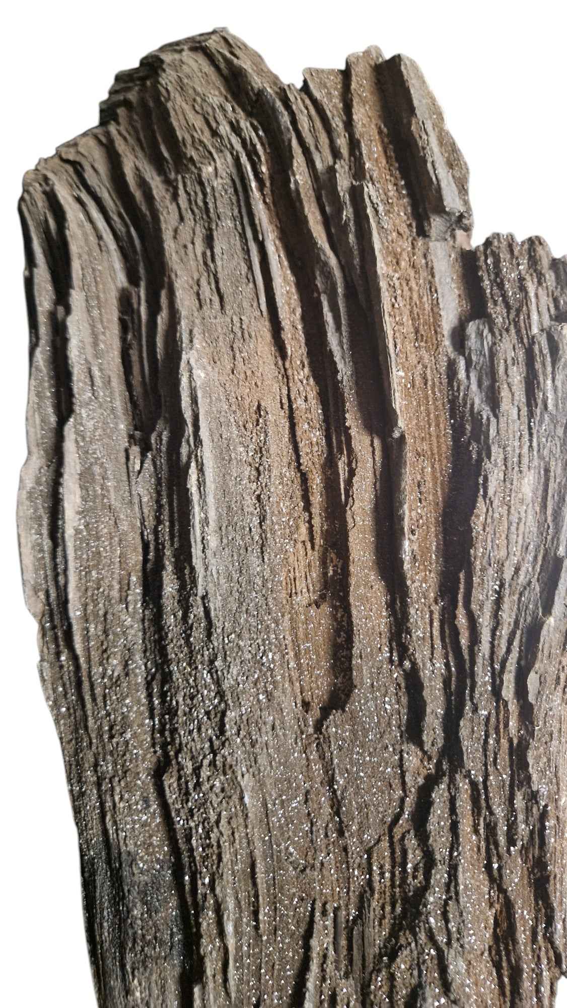 Fossilized Wood - Timeless Elegance - authentic fossil specimen, natural history by Fossils NH