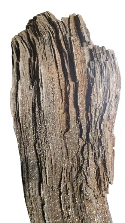 Fossilized Wood - Timeless Elegance - authentic fossil specimen, natural history by Fossils NH