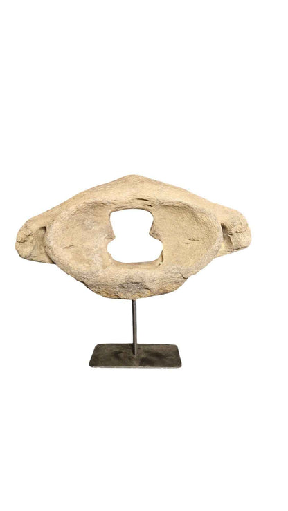 Woolly Mammoth Atlas Vertebra - authentic fossil specimen, natural history by Fossils NH