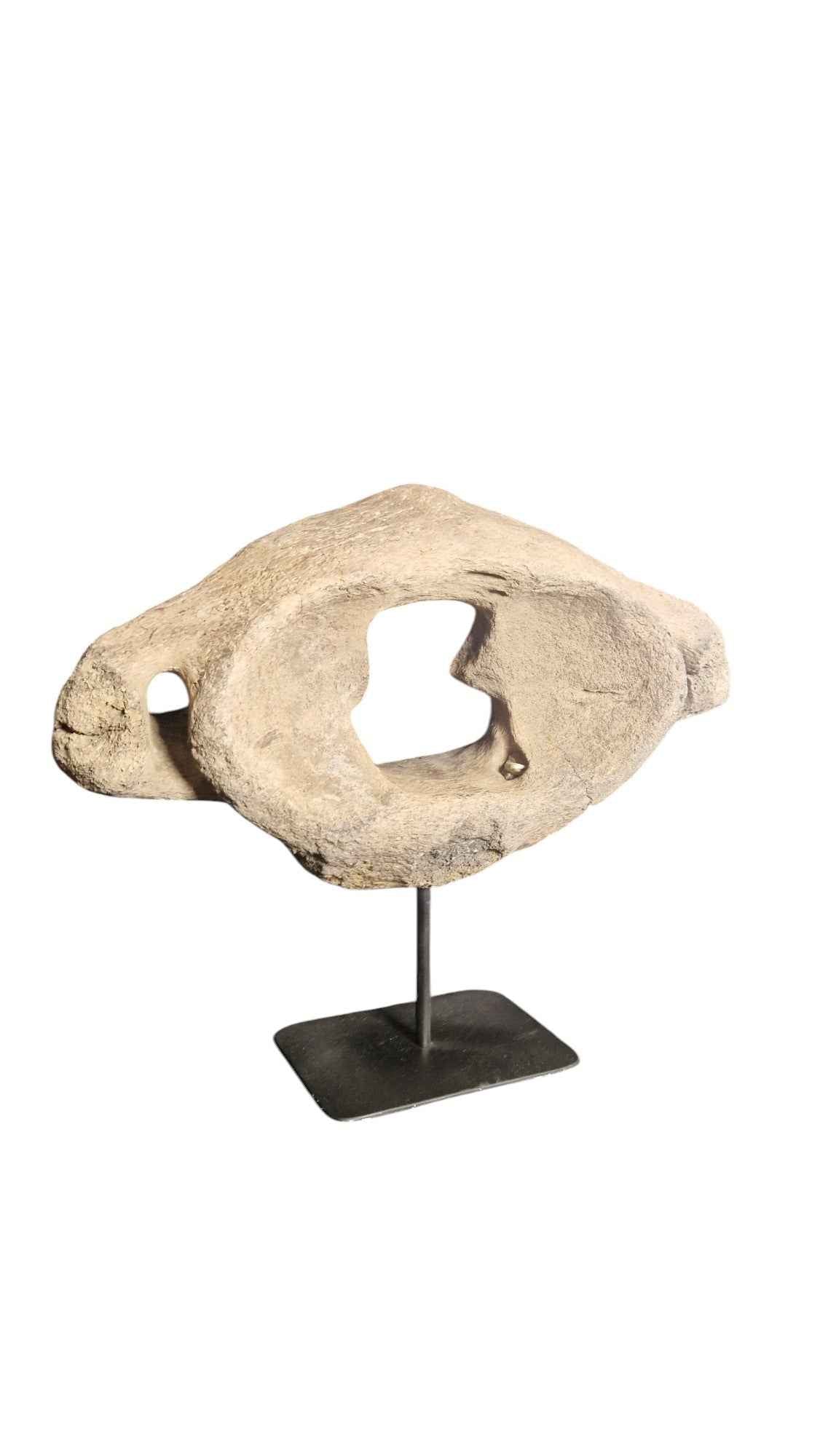 Woolly Mammoth Atlas Vertebra - authentic fossil specimen, natural history by Fossils NH