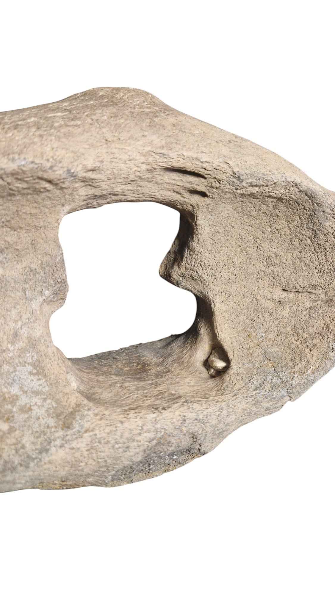 Woolly Mammoth Atlas Vertebra - authentic fossil specimen, natural history by Fossils NH