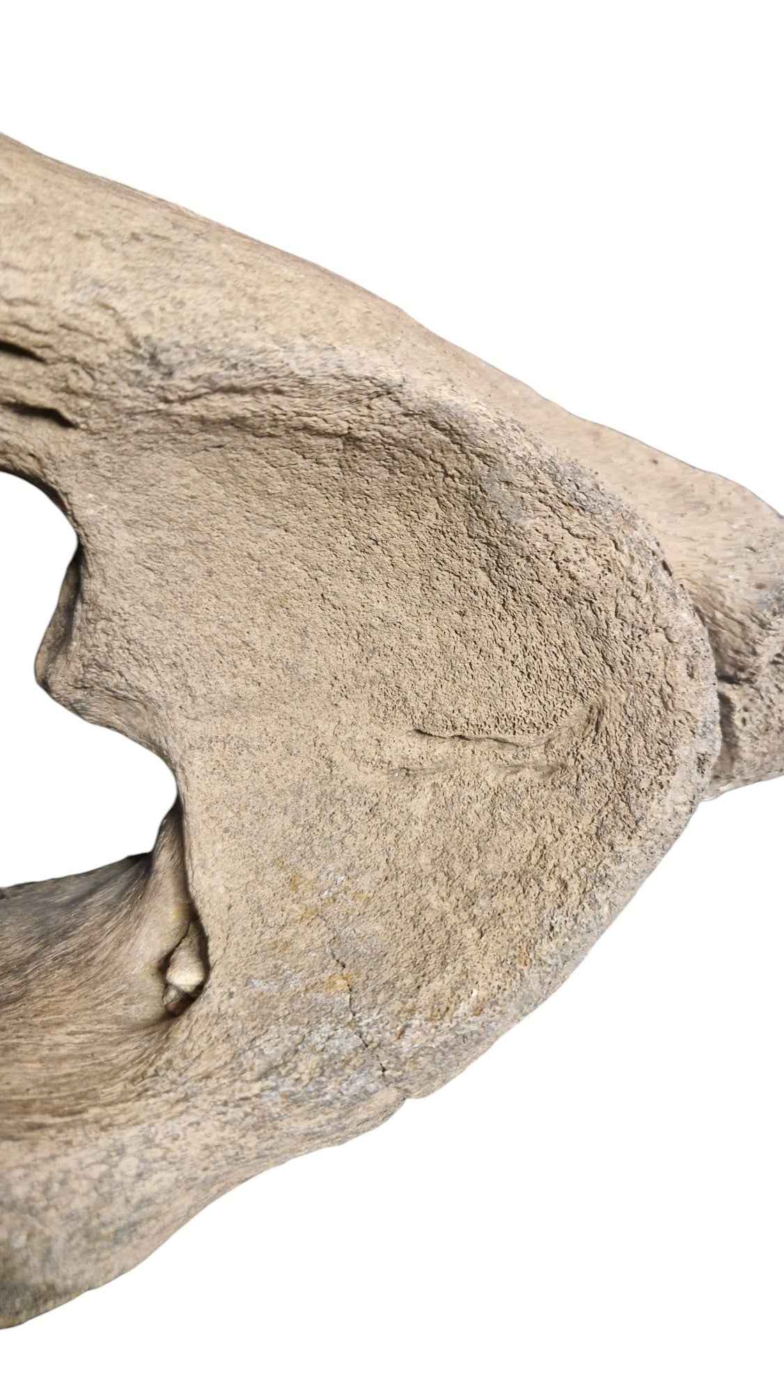 Woolly Mammoth Atlas Vertebra - authentic fossil specimen, natural history by Fossils NH