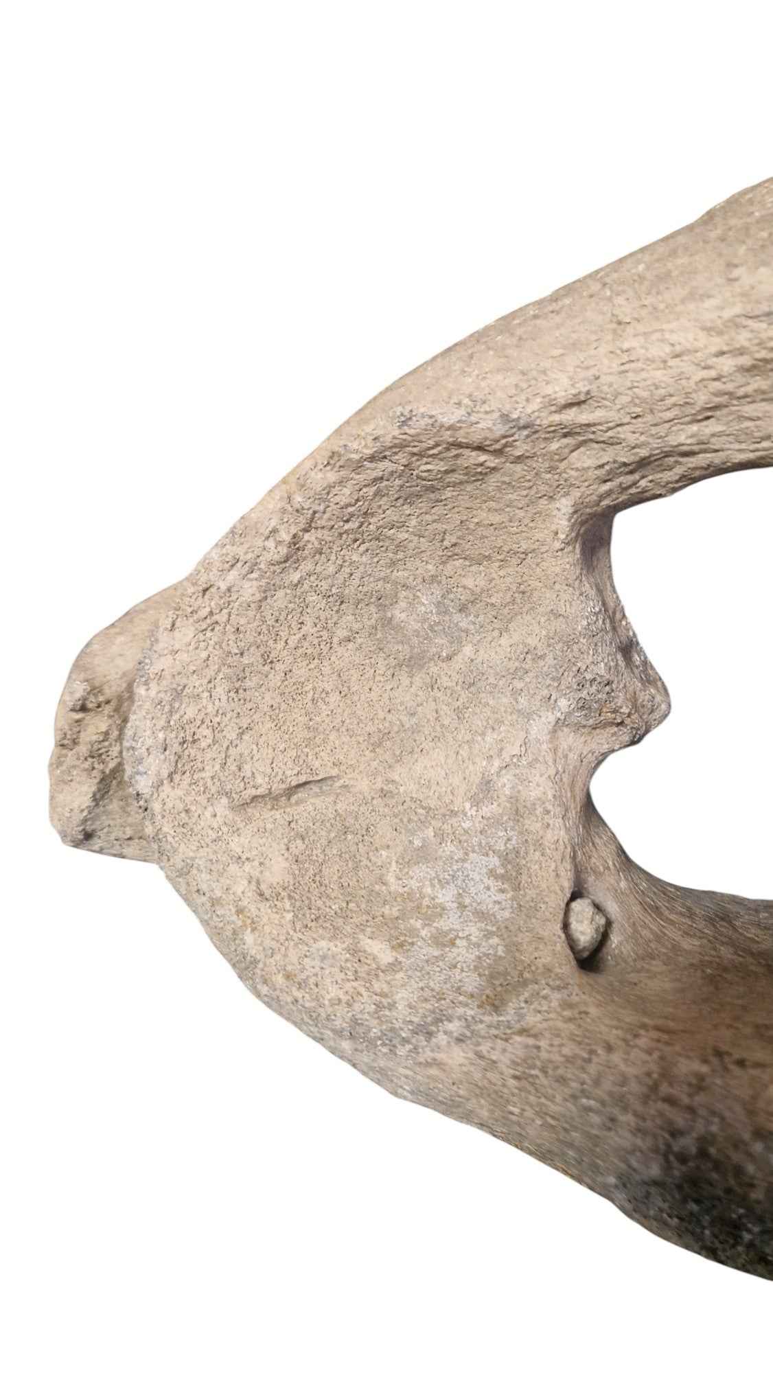 Woolly Mammoth Atlas Vertebra - authentic fossil specimen, natural history by Fossils NH