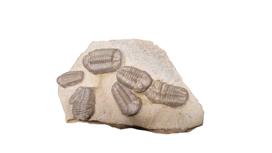 Group of Trilobites on Stone - authentic fossil specimen, natural history by Fossils NH