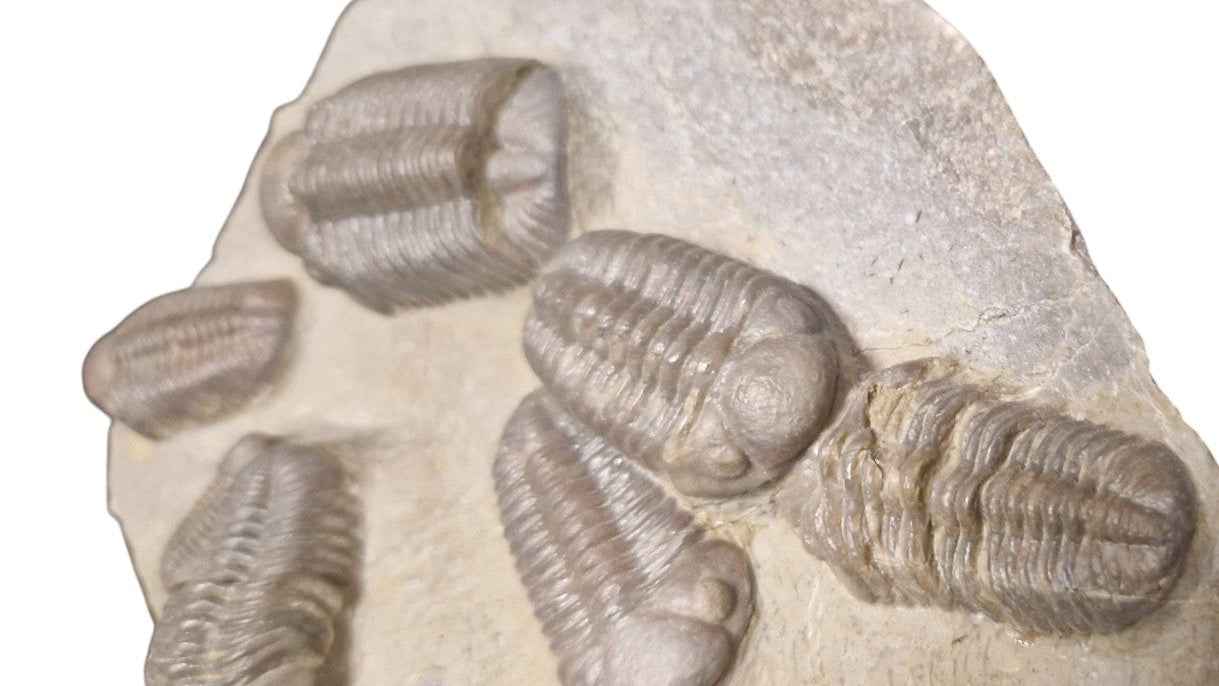 Group of Trilobites on Stone - authentic fossil specimen, natural history by Fossils NH