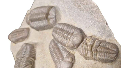 Group of Trilobites on Stone - authentic fossil specimen, natural history by Fossils NH