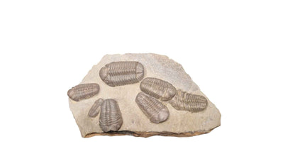 Group of Trilobites on Stone - authentic fossil specimen, natural history by Fossils NH