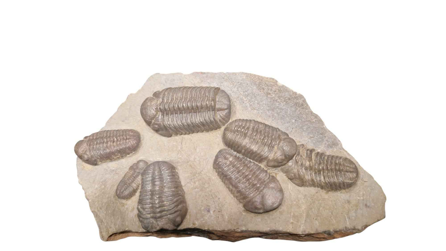 Group of Trilobites on Stone - authentic fossil specimen, natural history by Fossils NH