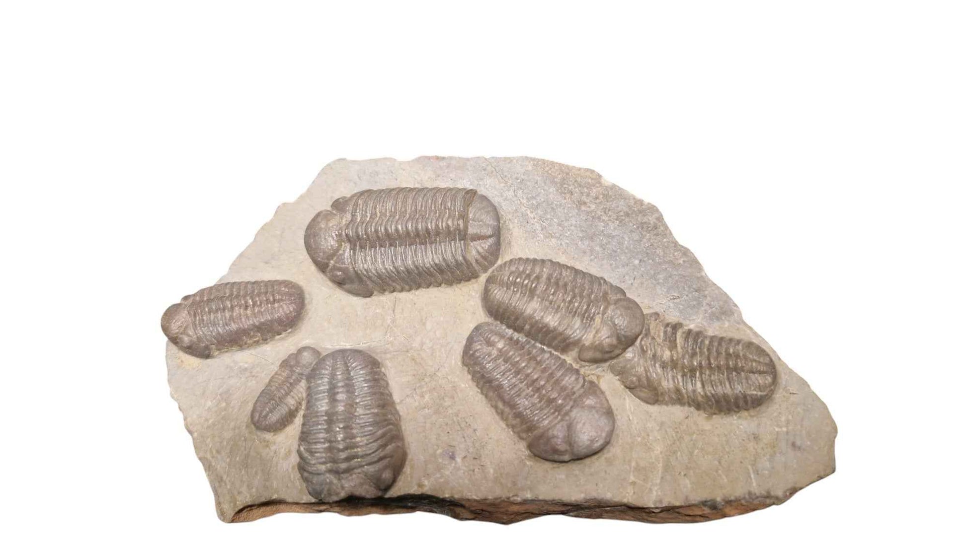 Group of Trilobites on Stone - authentic fossil specimen, natural history by Fossils NH