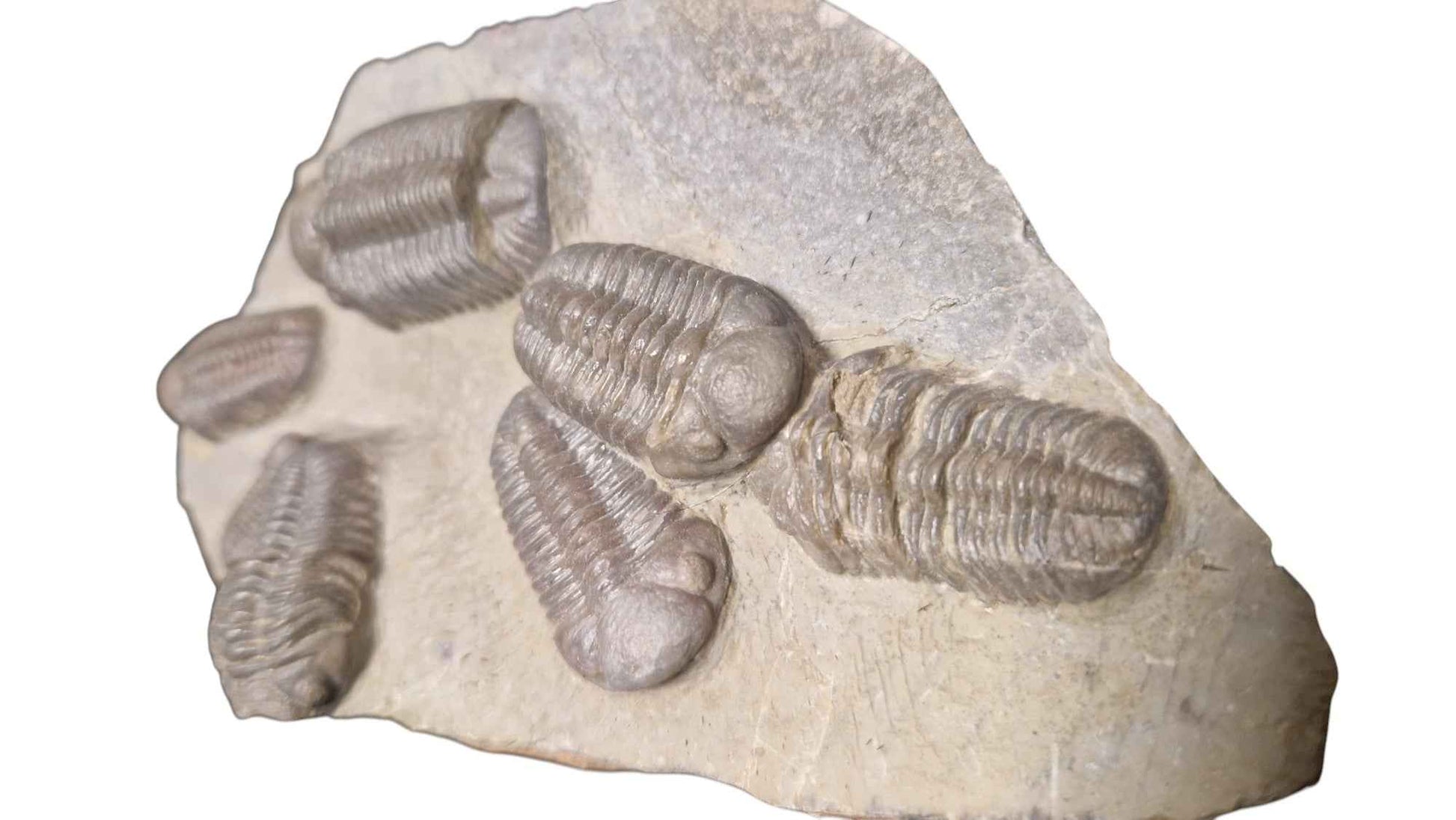 Group of Trilobites on Stone - authentic fossil specimen, natural history by Fossils NH