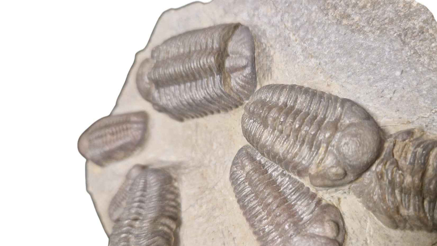 Group of Trilobites on Stone - authentic fossil specimen, natural history by Fossils NH