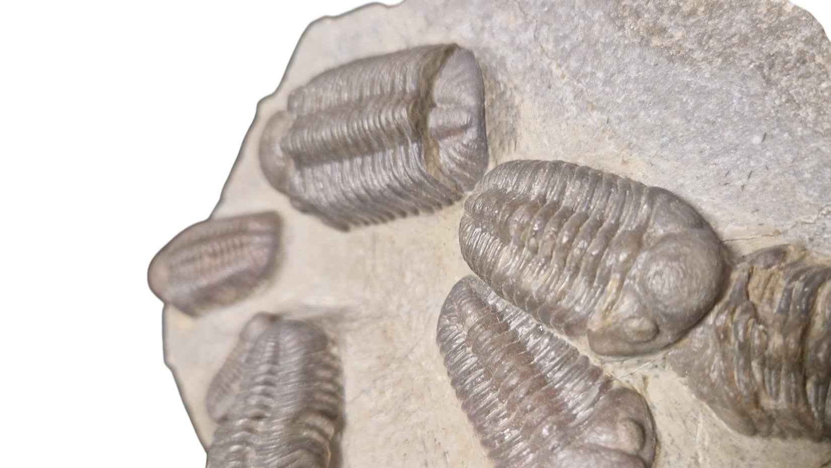 Group of Trilobites on Stone - authentic fossil specimen, natural history by Fossils NH