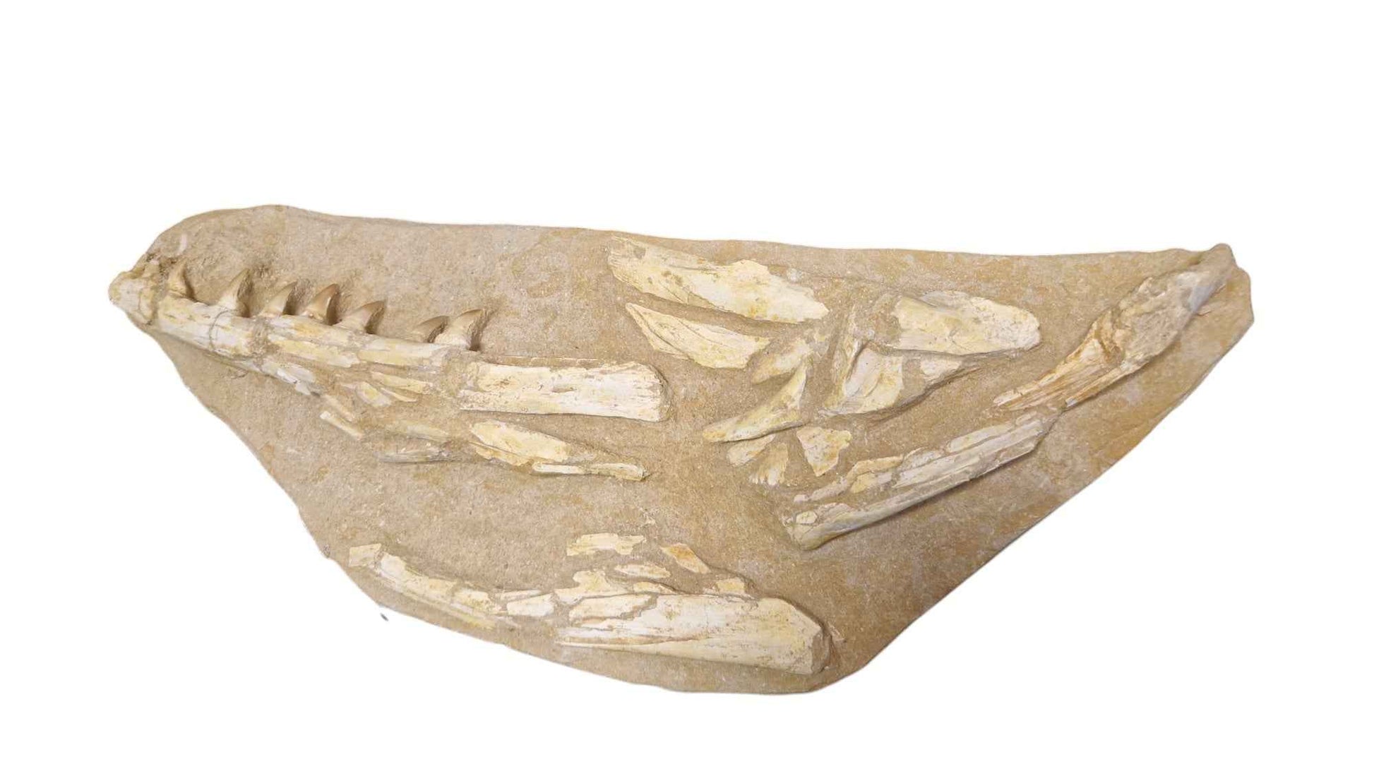 Halisaurus Arambourgi – A Rare Marine Predator - authentic fossil specimen, natural history by Fossils NH