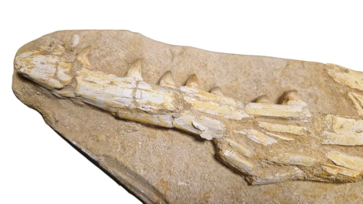 Halisaurus Arambourgi – A Rare Marine Predator - authentic fossil specimen, natural history by Fossils NH