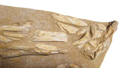 Halisaurus Arambourgi – A Rare Marine Predator - authentic fossil specimen, natural history by Fossils NH