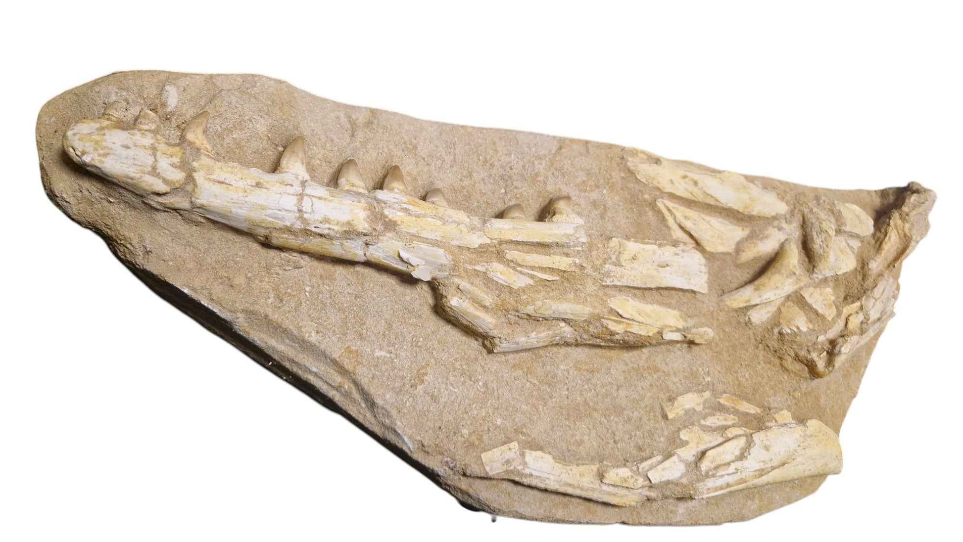 Halisaurus Arambourgi – A Rare Marine Predator - authentic fossil specimen, natural history by Fossils NH