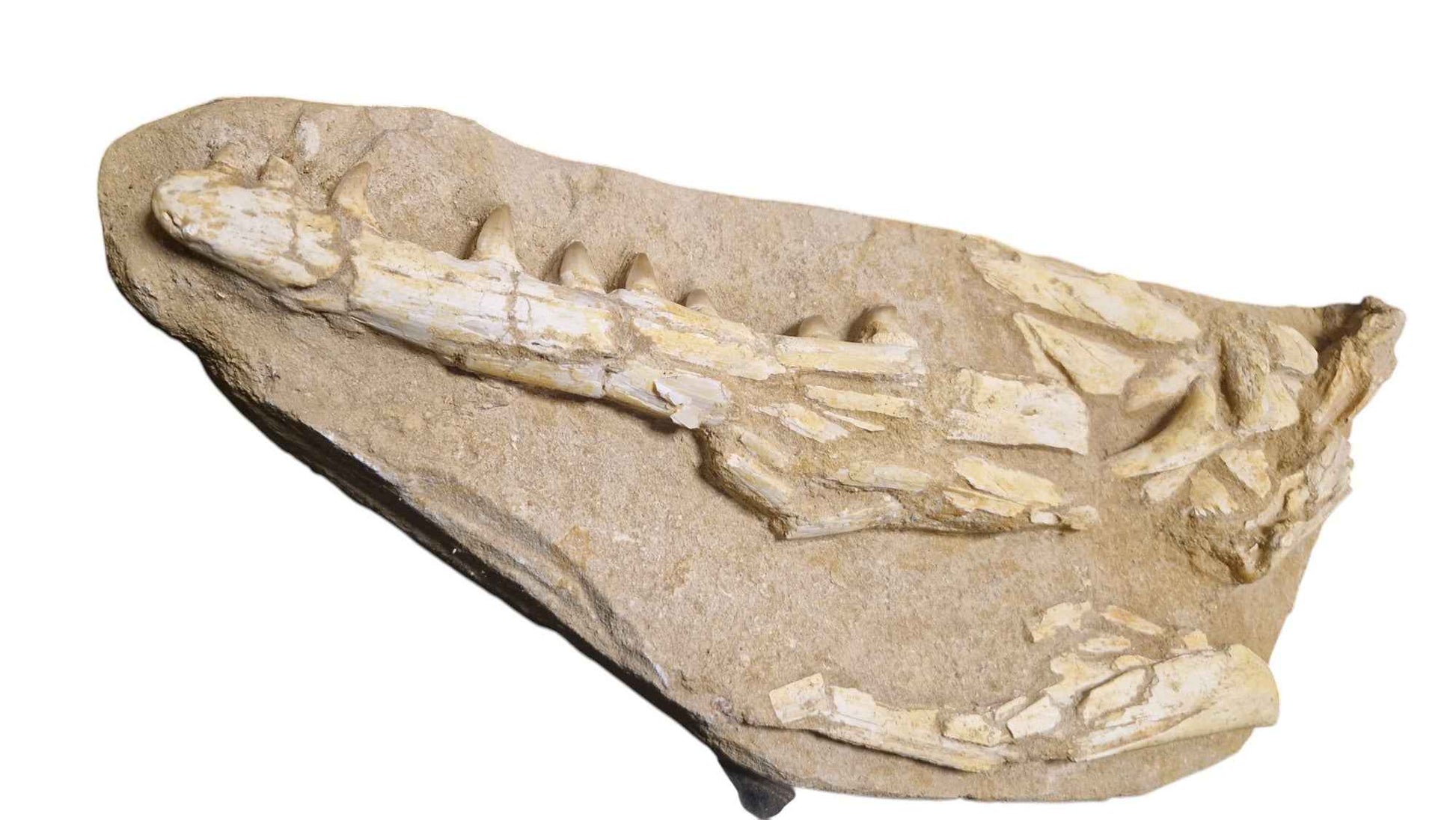 Halisaurus Arambourgi – A Rare Marine Predator - authentic fossil specimen, natural history by Fossils NH