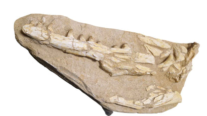 Halisaurus Arambourgi – A Rare Marine Predator - authentic fossil specimen, natural history by Fossils NH