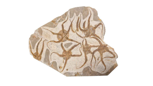 Fossil Ophiurid Starfish from the Ordovician Seas - authentic fossil specimen, natural history by Fossils NH