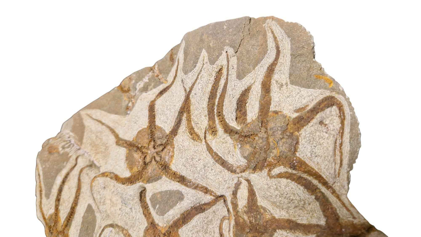 Fossil Ophiurid Starfish from the Ordovician Seas - authentic fossil specimen, natural history by Fossils NH