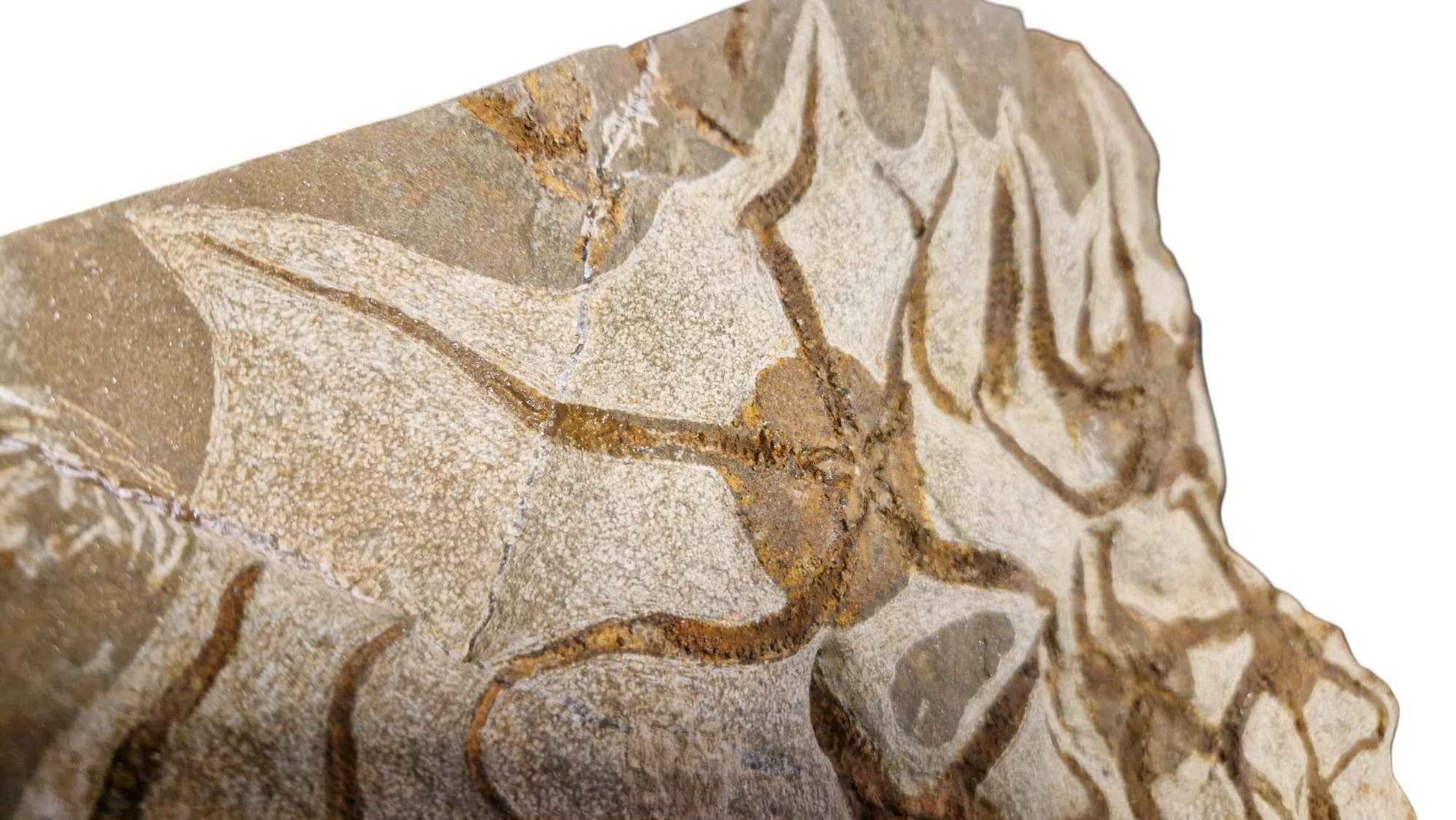 Fossil Ophiurid Starfish from the Ordovician Seas - authentic fossil specimen, natural history by Fossils NH