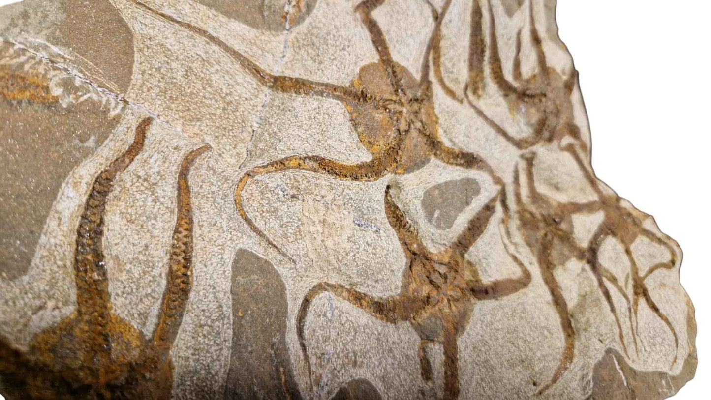 Fossil Ophiurid Starfish from the Ordovician Seas - authentic fossil specimen, natural history by Fossils NH