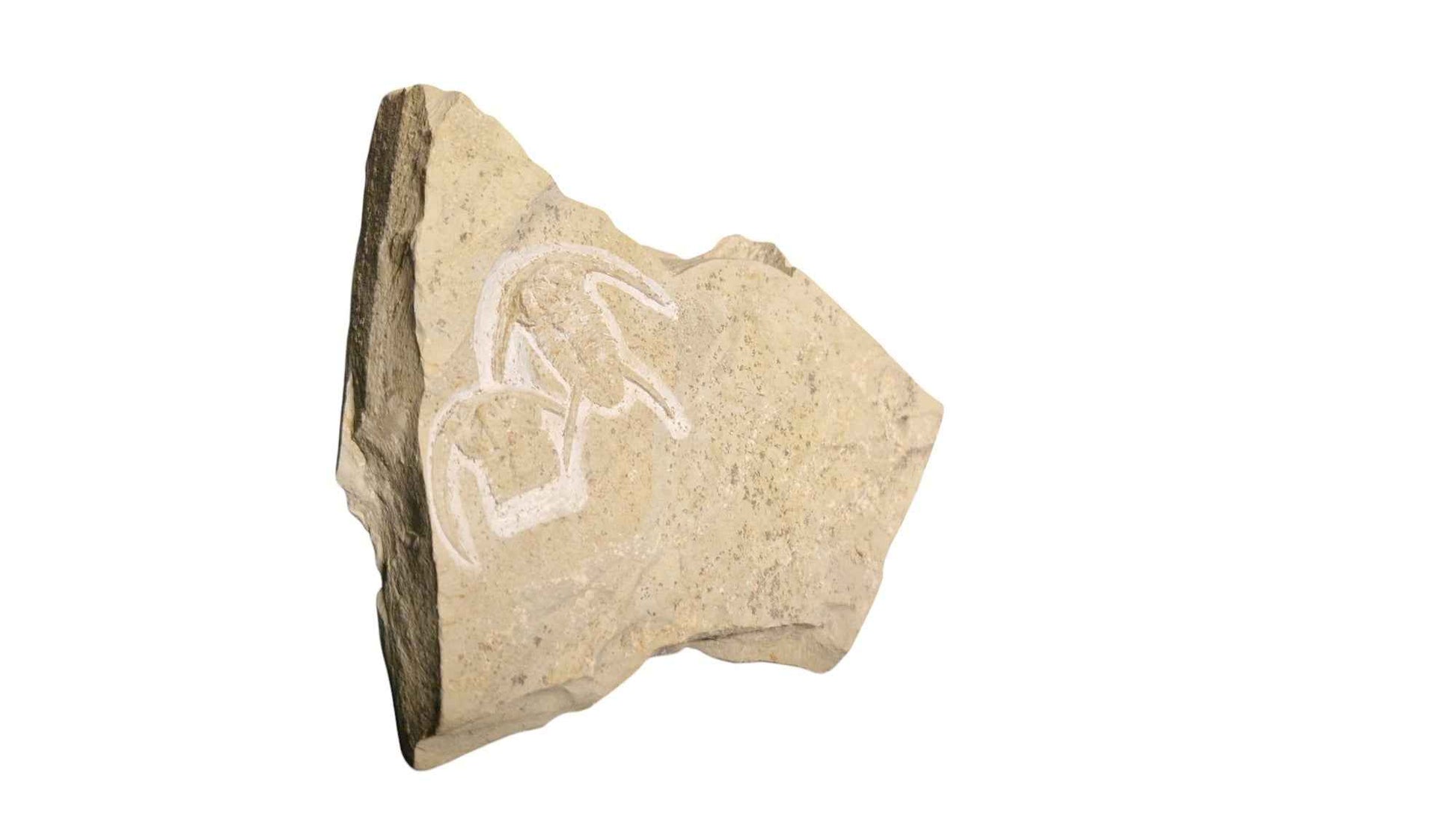 Neltneria termieri - Cambrian Trilobite - authentic fossil specimen, natural history by Fossils NH