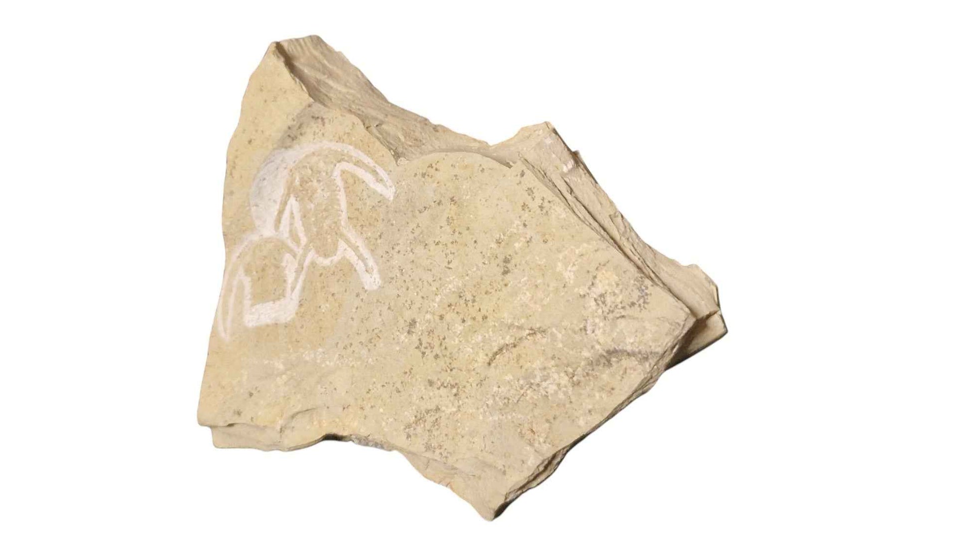 Neltneria termieri - Cambrian Trilobite - authentic fossil specimen, natural history by Fossils NH