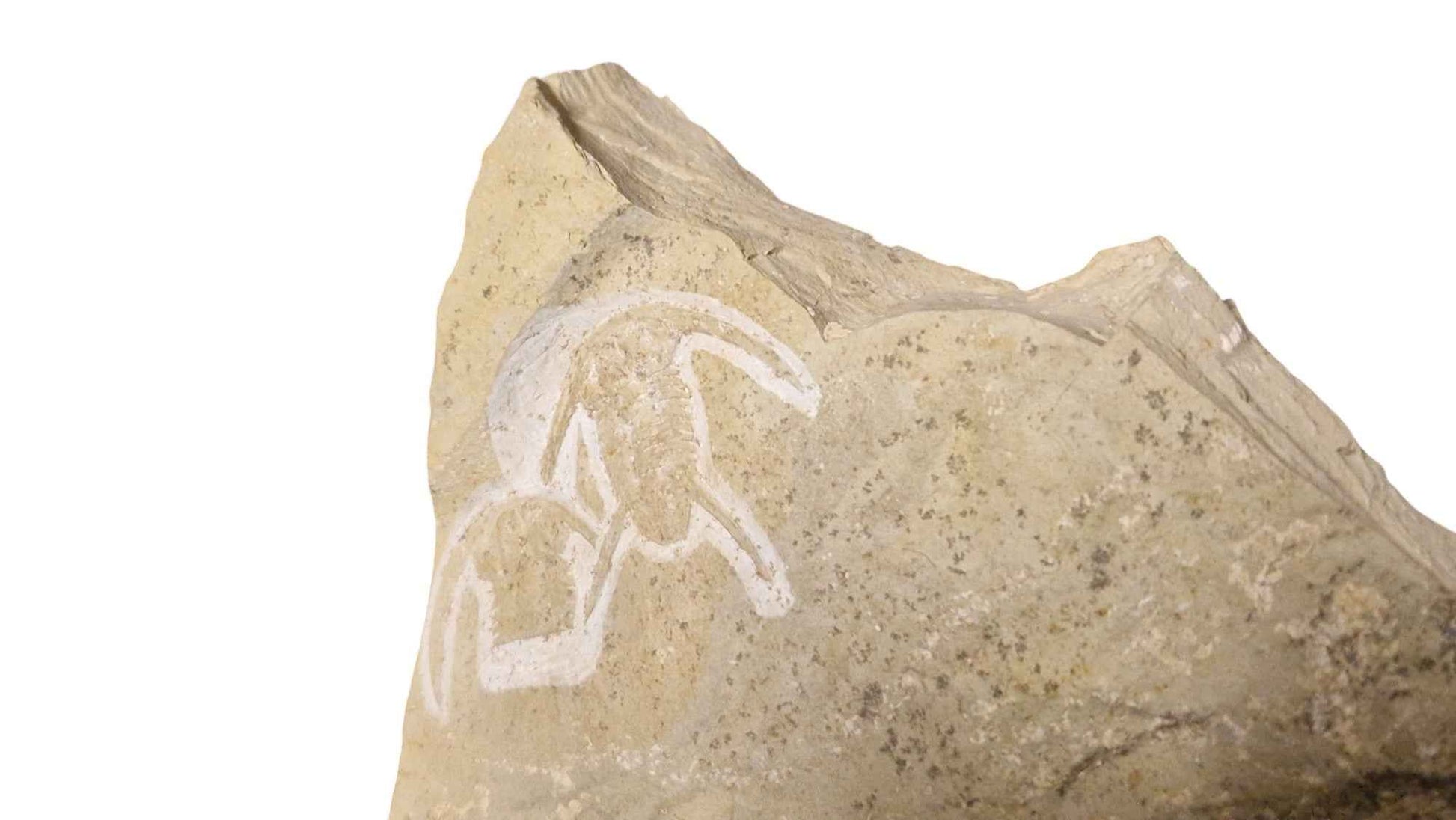 Neltneria termieri - Cambrian Trilobite - authentic fossil specimen, natural history by Fossils NH