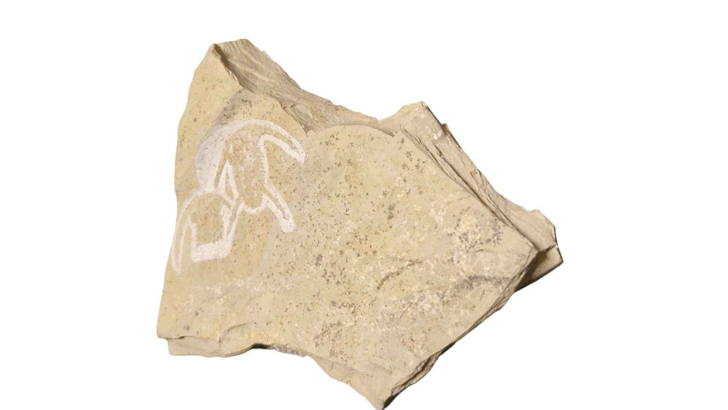 Neltneria termieri - Cambrian Trilobite - authentic fossil specimen, natural history by Fossils NH