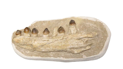 Globidens phosphaticus - Shell-Crushing Mosasaur - authentic fossil specimen, natural history by Fossils NH
