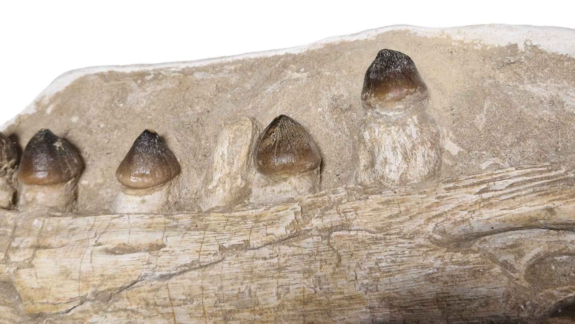 Globidens phosphaticus - Shell-Crushing Mosasaur - authentic fossil specimen, natural history by Fossils NH