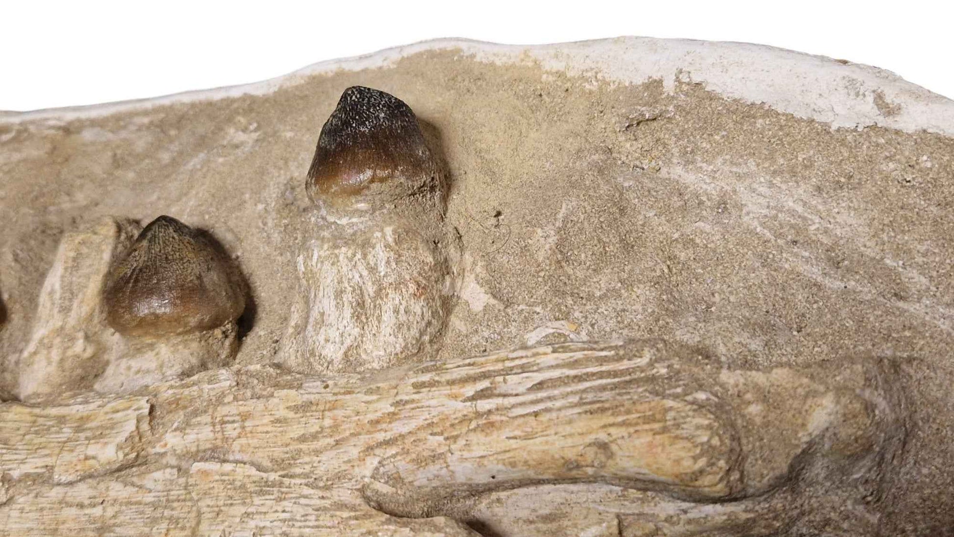 Globidens phosphaticus - Shell-Crushing Mosasaur - authentic fossil specimen, natural history by Fossils NH