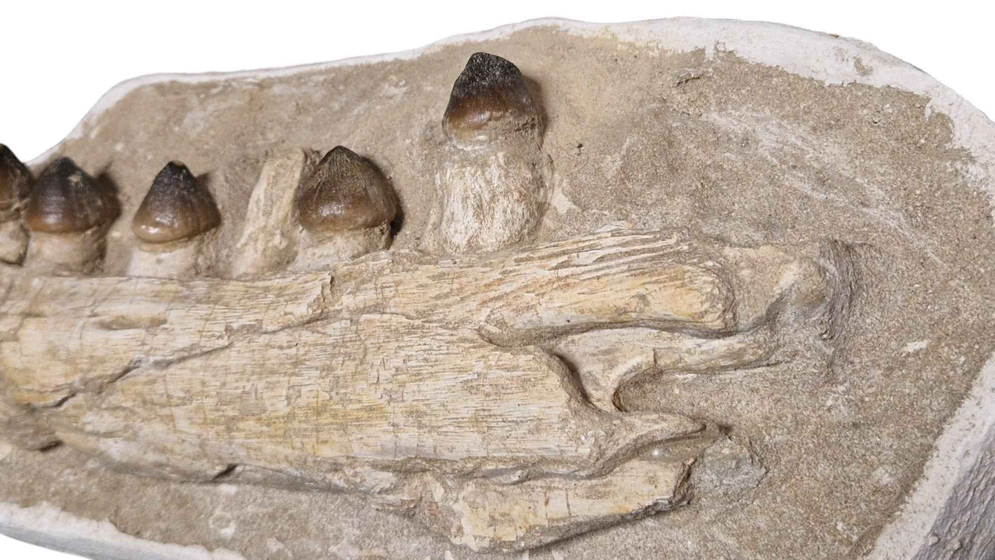 Globidens phosphaticus - Shell-Crushing Mosasaur - authentic fossil specimen, natural history by Fossils NH