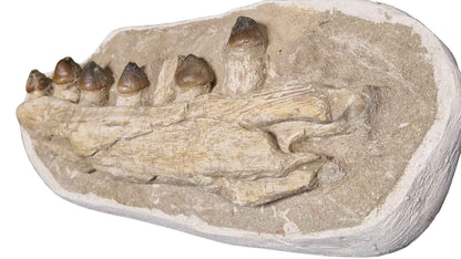 Globidens phosphaticus - Shell-Crushing Mosasaur - authentic fossil specimen, natural history by Fossils NH