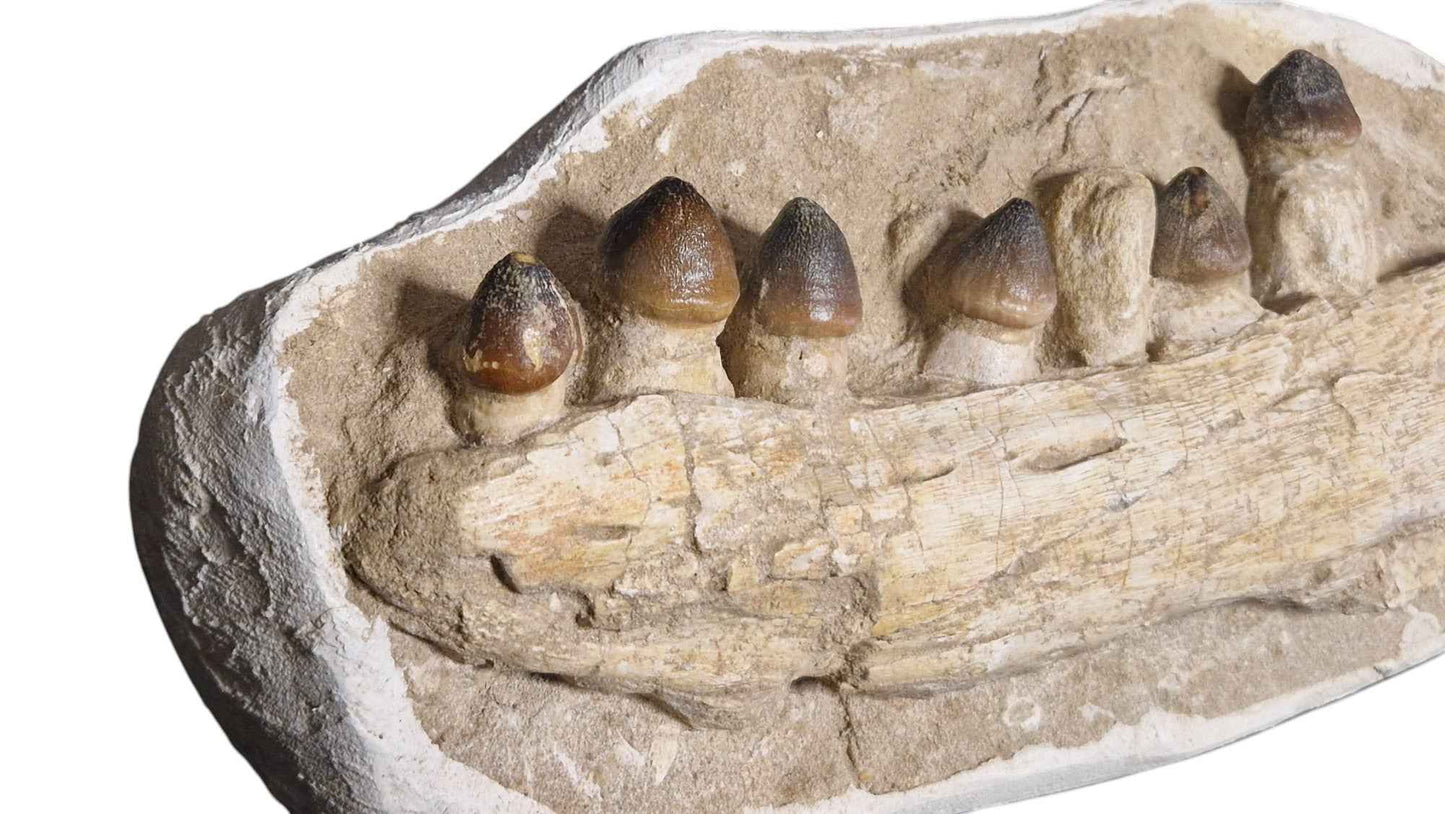 Globidens phosphaticus - Shell-Crushing Mosasaur - authentic fossil specimen, natural history by Fossils NH