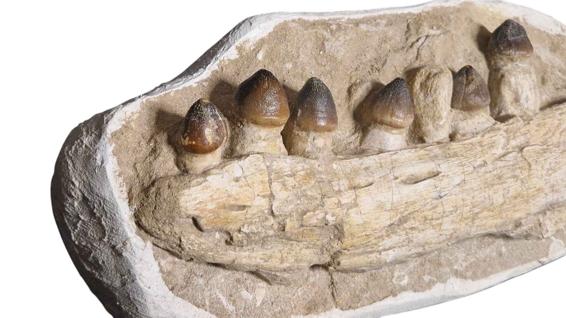 Globidens phosphaticus - Shell-Crushing Mosasaur - authentic fossil specimen, natural history by Fossils NH