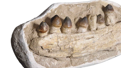 Globidens phosphaticus - Shell-Crushing Mosasaur - authentic fossil specimen, natural history by Fossils NH