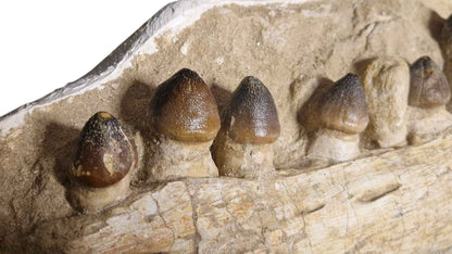 Globidens phosphaticus - Shell-Crushing Mosasaur - authentic fossil specimen, natural history by Fossils NH