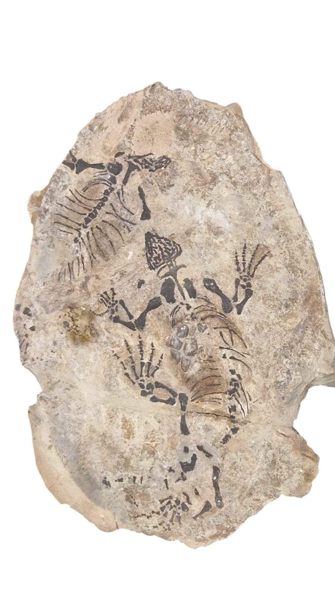 Barasaurus - Parareptile Triassic fossil - authentic fossil specimen, natural history by Fossils NH