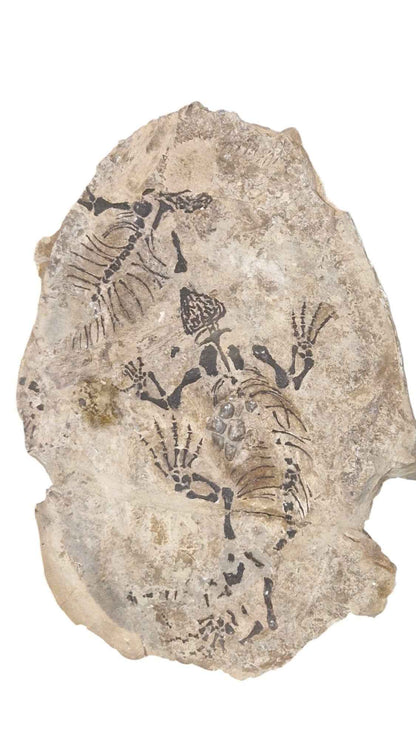 Barasaurus - Parareptile Triassic fossil - authentic fossil specimen, natural history by Fossils NH