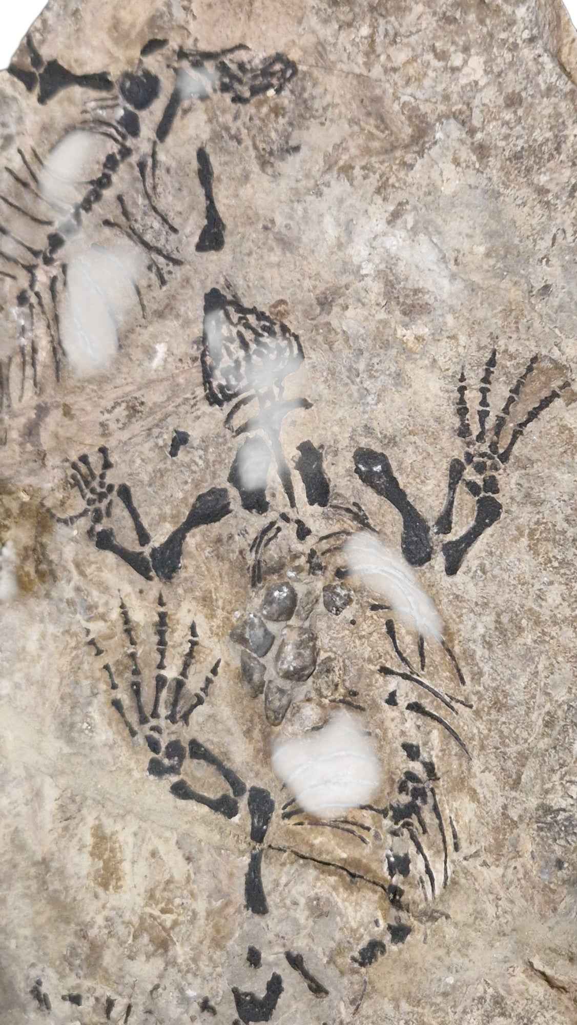 Barasaurus - Parareptile Triassic fossil - authentic fossil specimen, natural history by Fossils NH