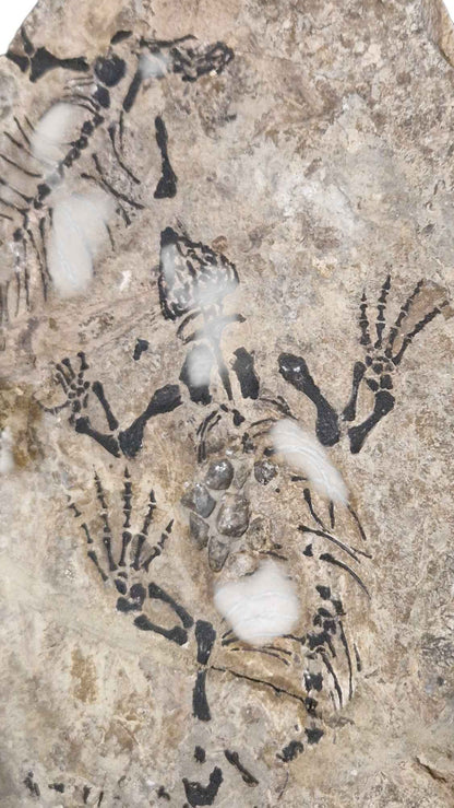 Barasaurus - Parareptile Triassic fossil - authentic fossil specimen, natural history by Fossils NH